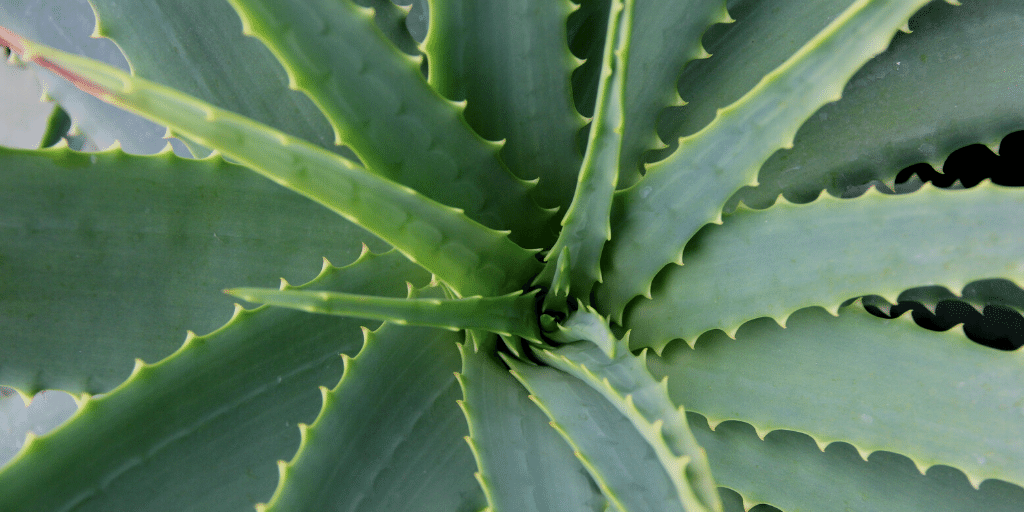 was tun mit aloe vera blatt Tipps zur Pflege deiner Pflanze : Aloe Vera – PflanzenFuerAlle