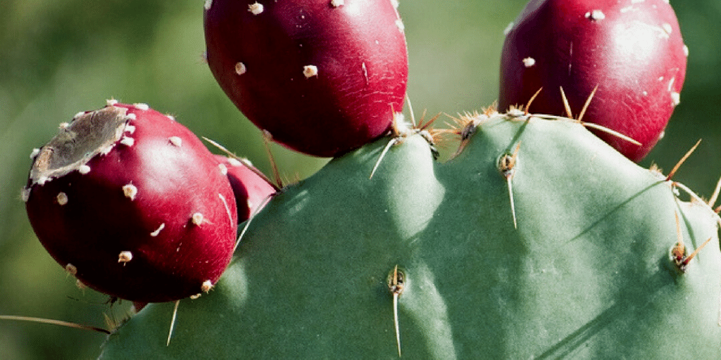Prickly Pear Oil: How Does It Work?  Evolve Organic Beauty