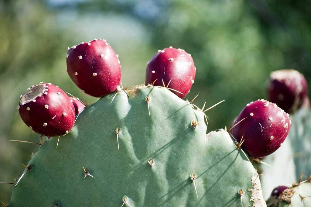 Prickly Pear:  A Hydration Hero