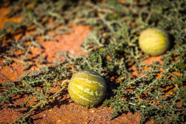 kalahari melon growing in ground