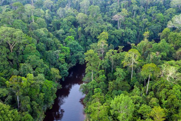 image of rainforest