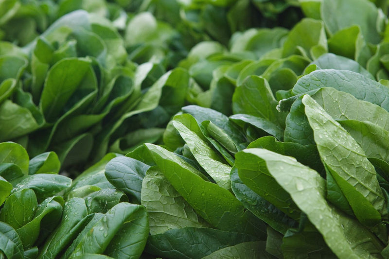 Vegan PDRN (from spinach)