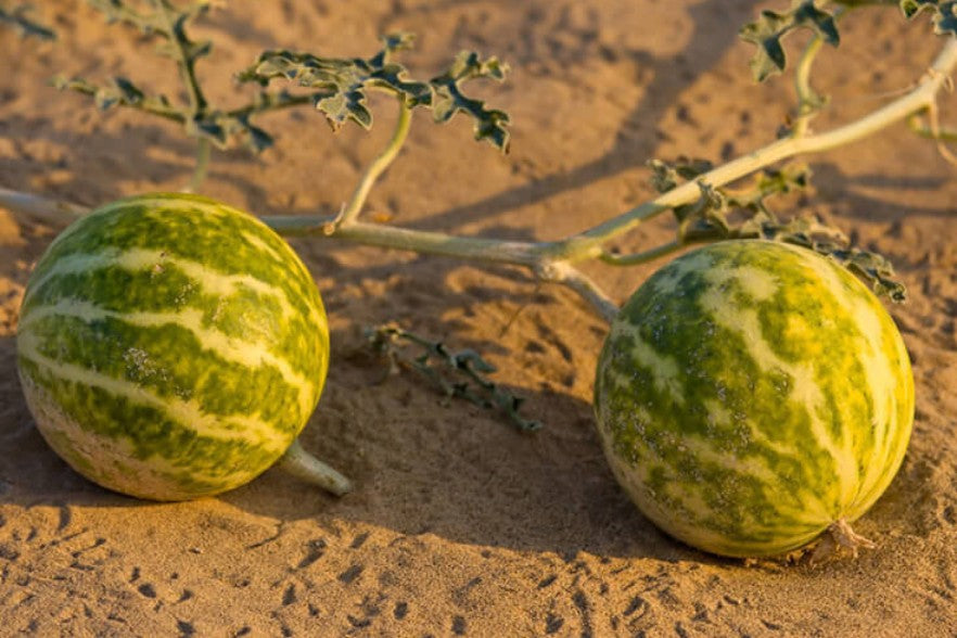 kalahari melon growing in desert